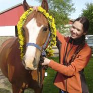 Welsh Pony (sec B) Ksarinor "Musse-tussen!"