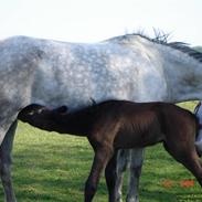 Anden særlig race Lady - SOLGT