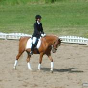 Welsh Pony (sec B) Ksarinor "Musse-tussen!"