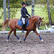 Welsh Pony (sec B) Ksarinor "Musse-tussen!"