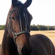 Oldenborg Stendalens Maro - Charmøren<3 