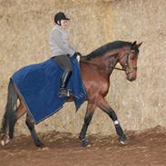 Dansk Varmblod Achilleus *solgt*