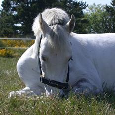 Welsh Pony (sec B) korreborgs figaro(SOLGT):
