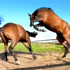 Fuldblod (XX) Matthæus