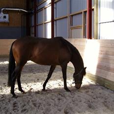 Fuldblod (XX) Matthæus