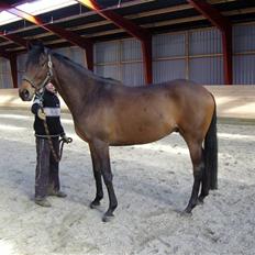 Fuldblod (XX) Matthæus