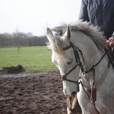 Irsk Sportspony Dooneens Robin Hood-R.I.P