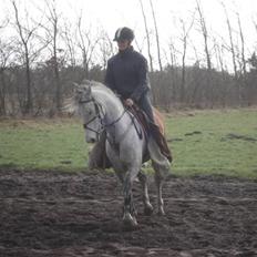 Irsk Sportspony Dooneens Robin Hood-R.I.P