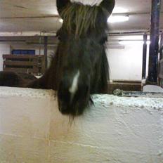 Islænder Dimma fra Asgård