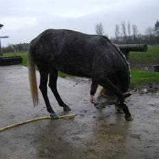 Anden særlig race Miss Flicka