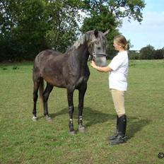 Anden særlig race Miss Flicka