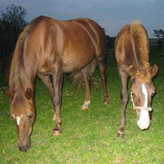 New Forest Fjordglimts Sunstar <3