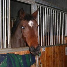 Anden særlig race Medoris