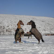 Welsh Pony (sec B) Ksarinor "Musse-tussen!"