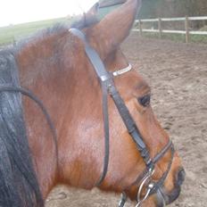 Trakehner anicho