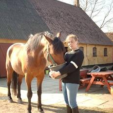 Trakehner anicho