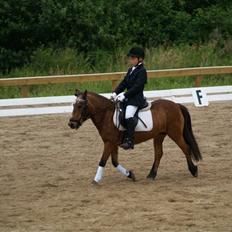 Anden særlig race Dipsi *på pansion*