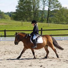 Anden særlig race Dipsi *på pansion*