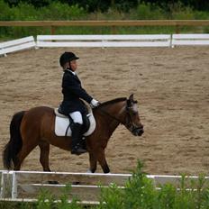 Anden særlig race Dipsi *på pansion*