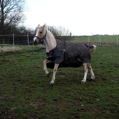 Welsh Pony af Cob-type (sec C) R.I.P Delle (bella).