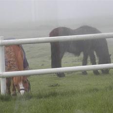 Anden særlig race Maj †*DØD* *R.I.P*†