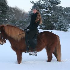 Islænder  Perla frá Úlfsstödum - RIP