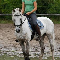 Tysk Sportspony Baloo<333 **solgt** DØD