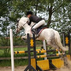 Tysk Sportspony Baloo<333 **solgt** DØD