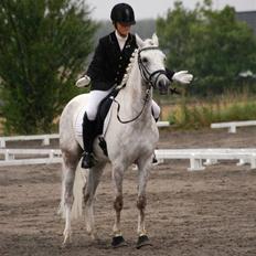 Tysk Sportspony Baloo<333 **solgt** DØD