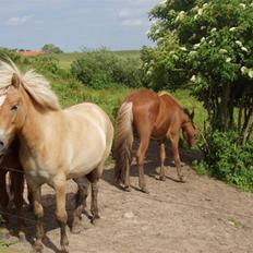 Islænder Thor fra Fagereng