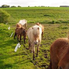 Islænder Thor fra Fagereng