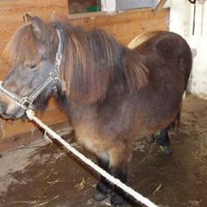 Shetlænder -  † Pælle †