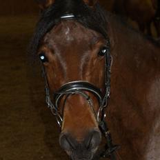 Anden særlig race Lucky