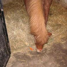 Shetlænder Cirkeline (: - Solgt