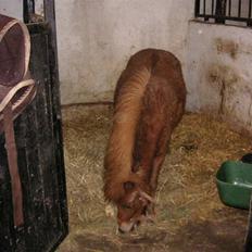 Shetlænder Cirkeline (: - Solgt