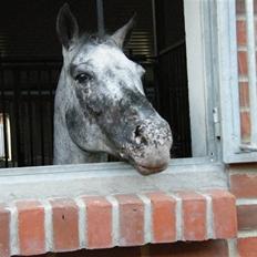 Appaloosa He is My Happiness(Happy)