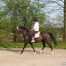 Anden særlig race Sonda Ferry