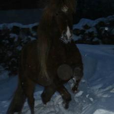 Islænder Jóra fra kjærsgård