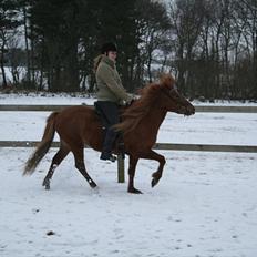 Islænder Jóra fra kjærsgård