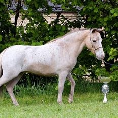 Miniature Skovsgårdes Just Around M
