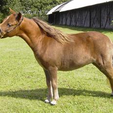 Miniature Skovsgårdes Just Around M
