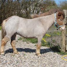 Miniature Skovsgårdes Just Around M