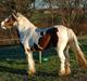 Irish Cob Egehøj´s Chanel R.I.P.