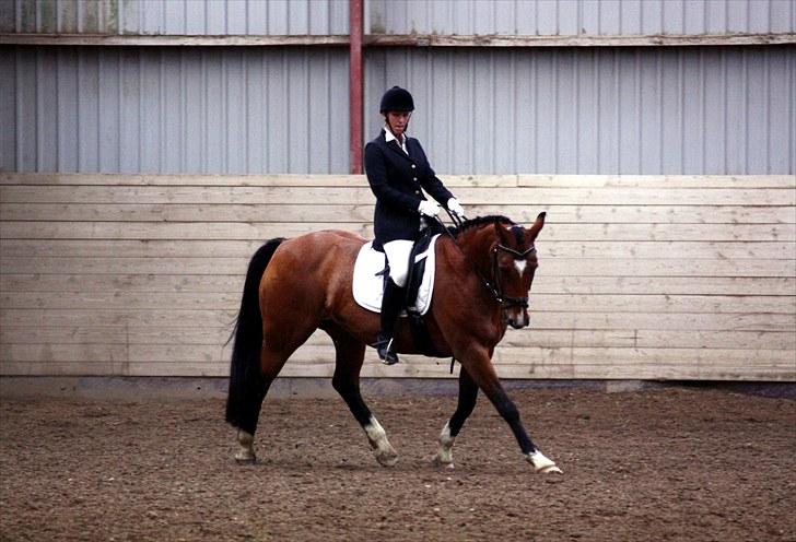 Anden særlig race Queen Of Shéba  - Sommer stævne på ÅRSK 09 :)  billede 14