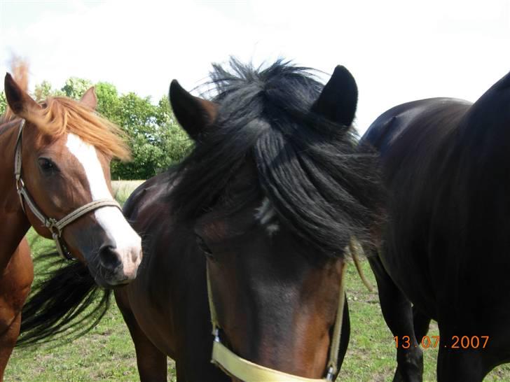 Tysk Sportspony Nero276{R.I.P} - Tæt på .. xD billede 13