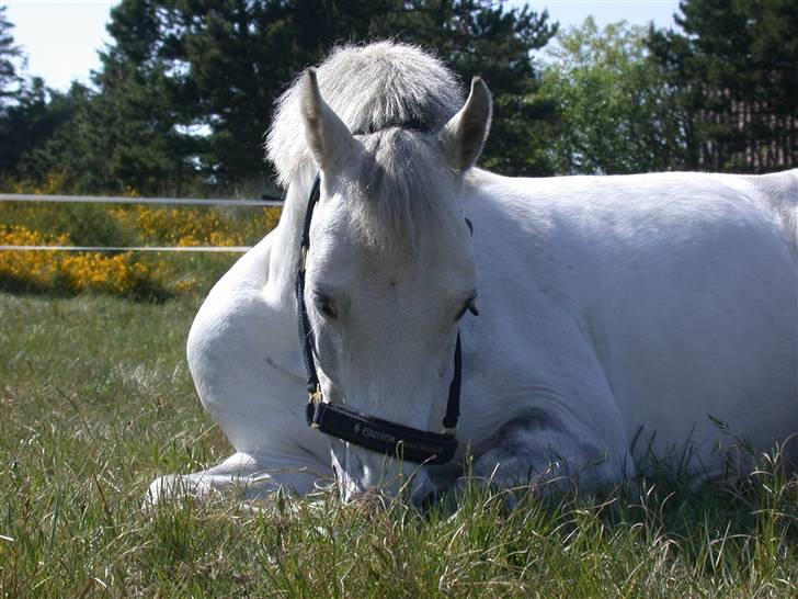 Welsh Pony (sec B) korreborgs figaro(SOLGT): - velkommen til min søde profil......mig det sover. billede 1