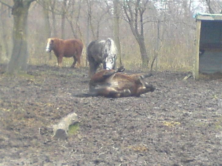 Welsh Pony af Cob-type (sec C) Ellekildes Luna - Dårlig kvali.. Taget med mobil.. Synes bare lige det sq ind alligevel (: billede 19