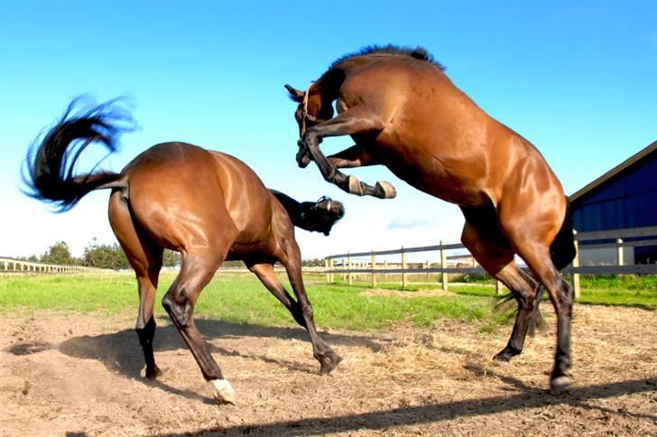 Fuldblod (XX) Matthæus - Leger med sin bedste ven, Albagari xx. billede 1