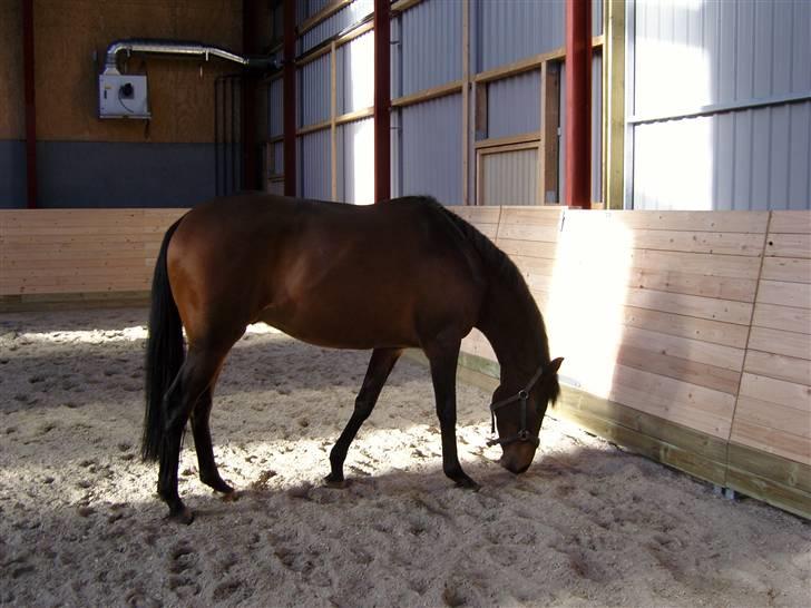 Fuldblod (XX) Matthæus billede 2