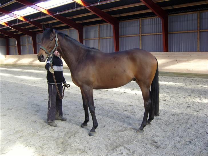 Fuldblod (XX) Matthæus billede 3